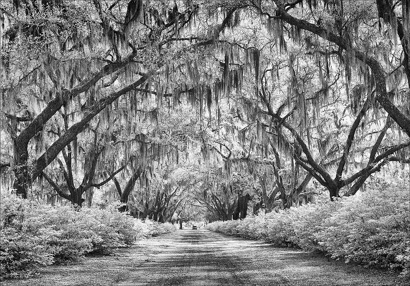 Spanish Moss-South Carolina.jpg